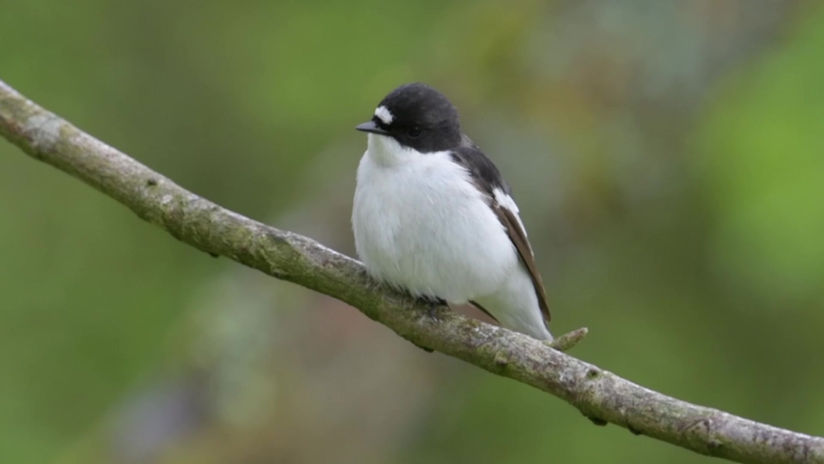Singing Flycatcher